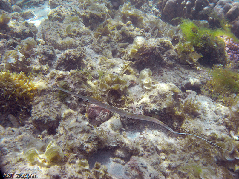 Filename: R0013784